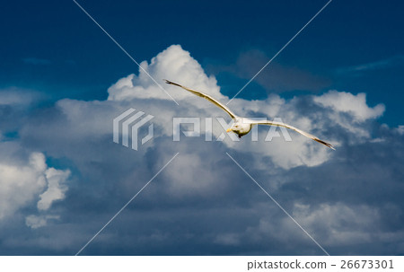 Seagull High Over the Clouds 26673301