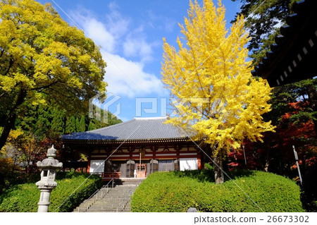 Ginkgo biloba of Kuanji 26673302