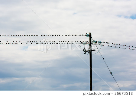 Flock Of Birds Sitting On Electric Wire Flock Of Birds Sitting On Electric Wire 26673518