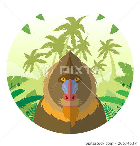 Mandrill on the Jungle Background 26674537