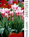 Tulip 26675855