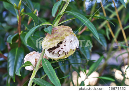 Fusenia towata Fusenia towata 26675862