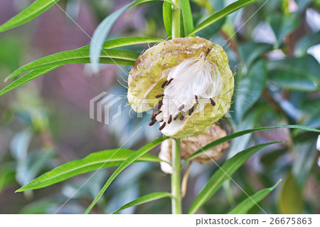 Fusenia towata 26675863