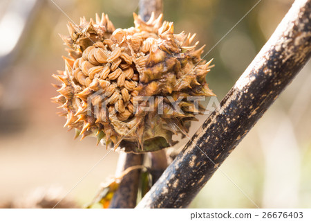 牽牛花牽牛花 26676403