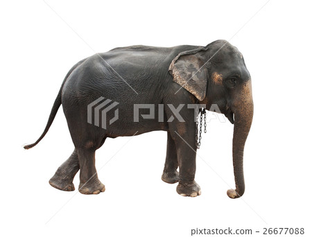 female indian ,thai elephant female indian ,thai elephant 26677088