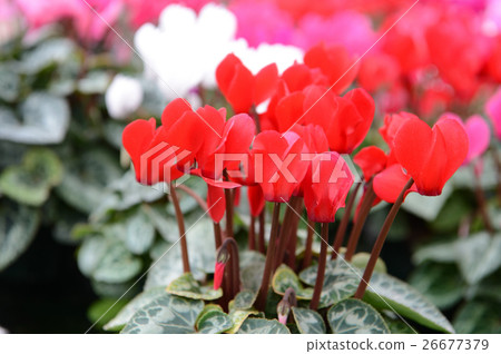 Cyclamen at the flower center, refreshingly 26677379