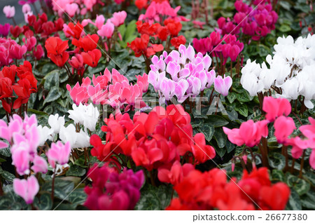 仙客來在花卉中心，令人耳目一新 26677380