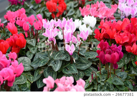 仙客來在花卉中心，令人耳目一新 26677381