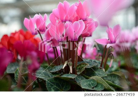 仙客來在花卉中心，令人耳目一新 26677459