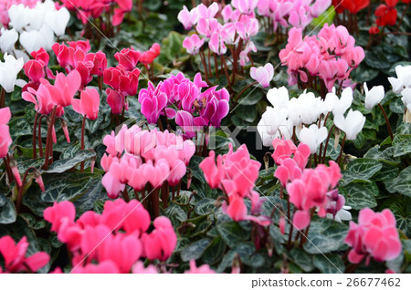 仙客來在花卉中心，令人耳目一新 26677462