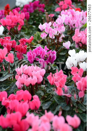 仙客來在花卉中心，令人耳目一新 26677463