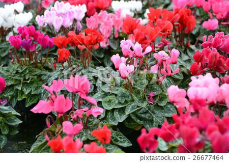 仙客來在花卉中心，令人耳目一新 26677464