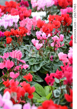 Cyclamen at the flower center, refreshingly 26677465