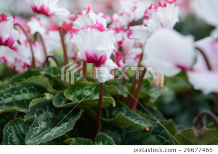 Cyclamen at the flower center, refreshingly 26677466
