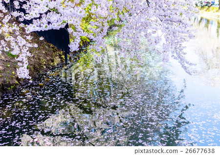 Cherry blossoms at Hirosaki Park Cherry blossoms at Hirosaki Park 26677638