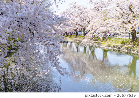 弘前公園的櫻花 弘前公園的櫻花 26677639