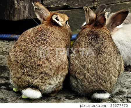 The rabbits are covered with soft body hair, and the coat color is varied. Legs and tails are considered symbols of good fortune in the West. 26677770