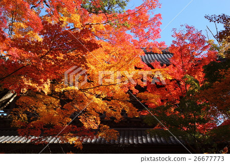 秋葉和艾肯基的山門 26677773