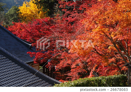 Eikenji秋葉 26678083