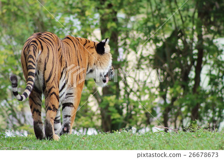 孟加拉虎 孟加拉虎 26678673