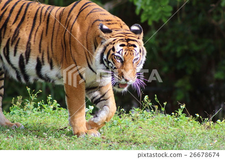 孟加拉虎 孟加拉虎 26678674