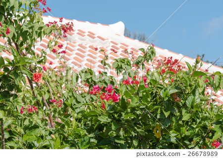 三角梅 三角梅 26678989