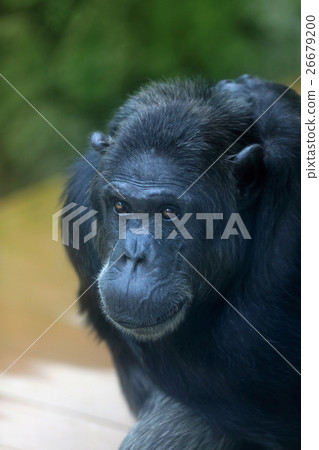 大猩猩 大猩猩 26679200