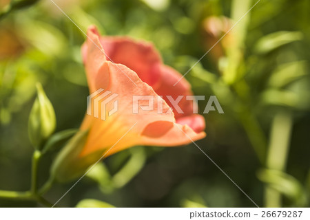A flower of a novil 26679287