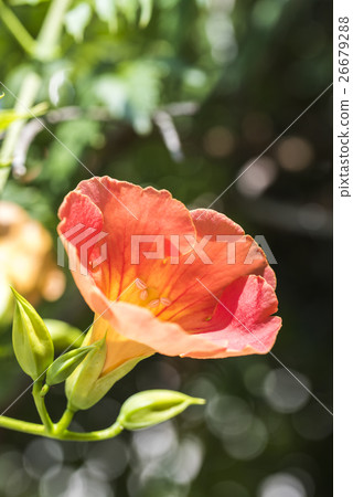 A flower of a novil 26679288