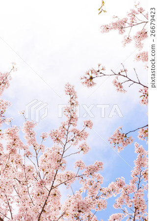 櫻花和天空 26679423