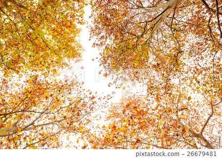 Plantanus of autumn leaves 26679481