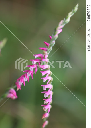 螺絲香蕉 26679532