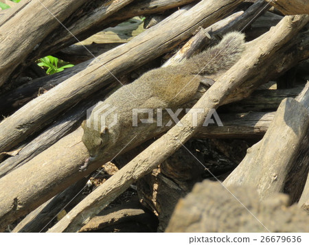 Taiwan squirrel 26679636