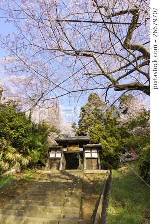 盛開的仙女寺盛開盛開的櫻花盛開的薩泰市指定文化遺產,櫻花點 盛開的仙女寺盛開盛開的櫻花盛開的薩泰市指定文化遺產,櫻花點 26679702