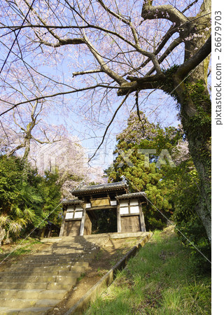 盛開的仙女寺盛開盛開的櫻花盛開的薩泰市指定文化遺產,櫻花點 盛開的仙女寺盛開盛開的櫻花盛開的薩泰市指定文化遺產,櫻花點 26679703