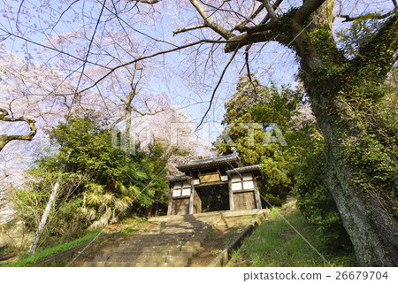 盛開的仙女寺盛開盛開的櫻花盛開的薩泰市指定文化遺產,櫻花點 盛開的仙女寺盛開盛開的櫻花盛開的薩泰市指定文化遺產,櫻花點 26679704