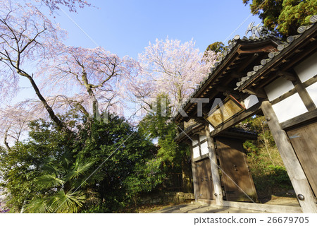 盛開的仙女寺盛開盛開的櫻花盛開的薩泰市指定文化遺產,櫻花點 盛開的仙女寺盛開盛開的櫻花盛開的薩泰市指定文化遺產,櫻花點 26679705