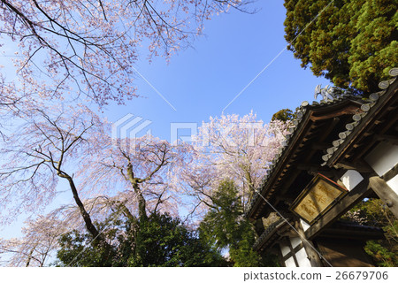 盛開的仙女寺盛開盛開的櫻花盛開的薩泰市指定文化遺產，櫻花點 26679706