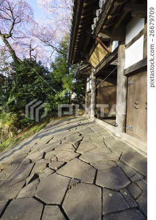 盛開的仙女寺盛開盛開的櫻花盛開的薩泰市指定文化遺產,櫻花點 盛開的仙女寺盛開盛開的櫻花盛開的薩泰市指定文化遺產,櫻花點 26679709