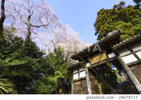 Senmonji Temple in full bloom full of spring cherry blossoms in full bloom Sadai city designated cultural asset, cherry blossom spot 26679713