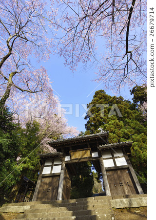 Senmonji Temple in full bloom full of spring cherry blossoms in full bloom Sadai city designated cultural asset, cherry blossom spot 26679714