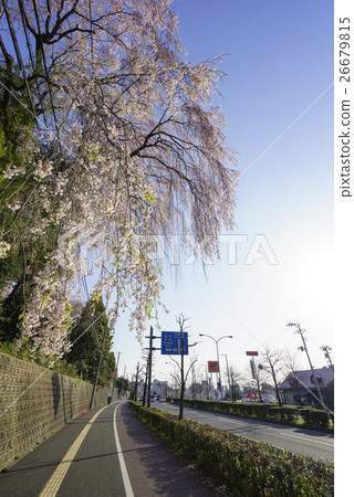 仙台市Taihaku-ku Negishi-cho沿國道286線充滿春天的夢想充滿海豚地毯盛開的車窗 仙台市Taihaku-ku Negishi-cho沿國道286線充滿春天的夢想充滿海豚地毯盛開的車窗 26679815