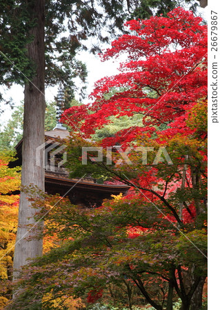 Kimpo-ji寺廟秋葉 26679867