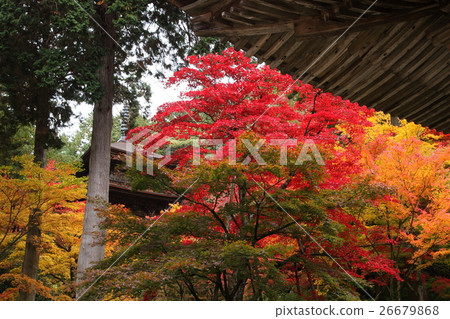 Autumn leaves of Kimpo-ji Temple Autumn leaves of Kimpo-ji Temple 26679868