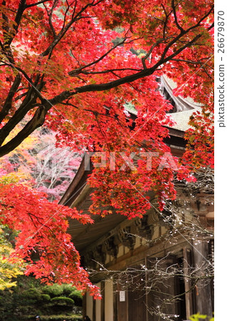 Autumn leaves of Kimpo-ji Temple Autumn leaves of Kimpo-ji Temple 26679870