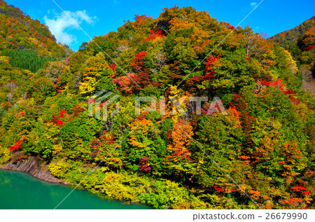 Autumn leaves of Takara 26679990