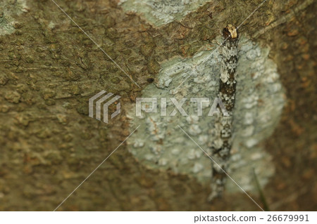 生物昆蟲牡蠣Batmoe，幼蟲。令人驚嘆的是，木質皮膚和當地服裝都具有極好的保護色 26679991