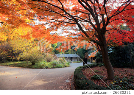 The Imperial Palace East Gardens, autumn leaves of the Ninomaru garden (December) Chiyoda-ku, Tokyo The Imperial Palace East Gardens, autumn leaves of the Ninomaru garden (December) Chiyoda-ku, Tokyo 26680251