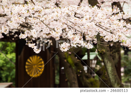 Sakura at Yasukuni Shrine 26680513