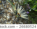 Scarce Swallowtail 26680524